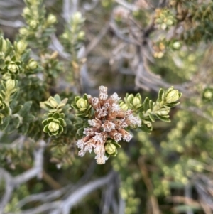 Ozothamnus alpinus at Geehi, NSW - suppressed