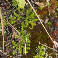 Austrolycopodium fastigiatum (Alpine Club Moss) at Geehi, NSW - 17 Apr 2022 by NedJohnston