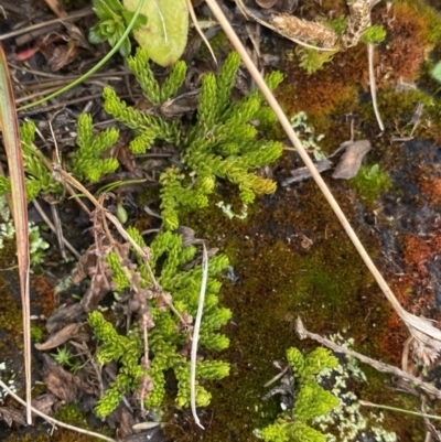 Lycopodium fastigiatum (Alpine Club Moss) at Kosciuszko National Park - 16 Apr 2022 by Ned_Johnston