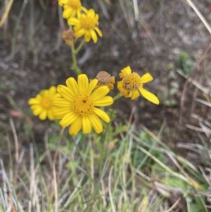 Senecio pinnatifolius var. alpinus at Geehi, NSW - 17 Apr 2022