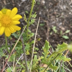 Senecio pinnatifolius var. alpinus at Geehi, NSW - 17 Apr 2022