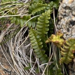 Blechnum penna-marina (Alpine Water Fern) at Kosciuszko National Park - 16 Apr 2022 by Ned_Johnston