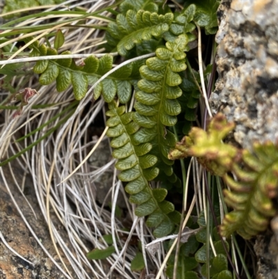 Blechnum penna-marina (Alpine Water Fern) at Geehi, NSW - 16 Apr 2022 by Ned_Johnston