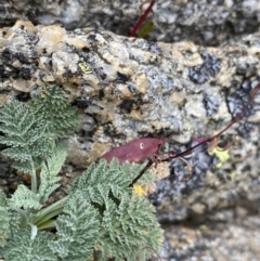 Oreomyrrhis brevipes at Geehi, NSW - 17 Apr 2022 08:51 AM