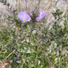 Euphrasia collina subsp. diversicolor at Geehi, NSW - 17 Apr 2022