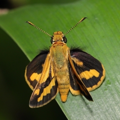 Unidentified Skipper (Hesperiidae) at Wellington Point, QLD - 3 Apr 2022 by TimL