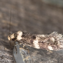 Sphyrelata amotella (A Concealer moth (Barea Group) at Melba, ACT - 13 Mar 2022 by kasiaaus