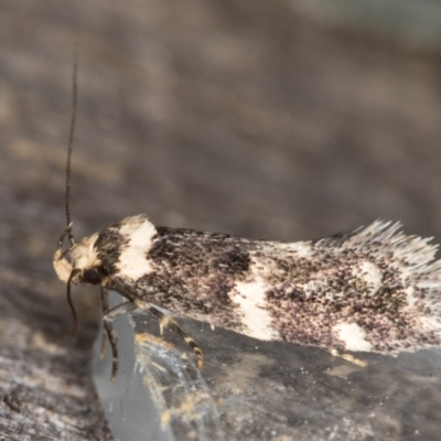 Sphyrelata amotella (A Concealer moth (Barea Group) at Melba, ACT - 13 Mar 2022 by kasiaaus