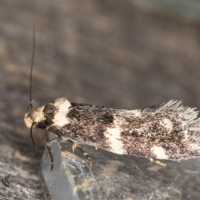 Sphyrelata amotella (A Concealer moth) at Melba, ACT - 13 Mar 2022 by kasiaaus