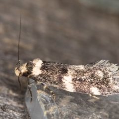 Sphyrelata amotella (A Concealer moth) at Melba, ACT - 13 Mar 2022 by kasiaaus
