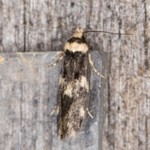 Sphyrelata amotella at Melba, ACT - 13 Mar 2022 10:24 PM