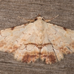 Sandava xylistis (Rusty Snout) at Melba, ACT - 13 Mar 2022 by kasiaaus
