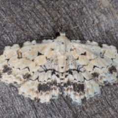 Sandava scitisignata (A noctuid moth) at Melba, ACT - 13 Mar 2022 by kasiaaus