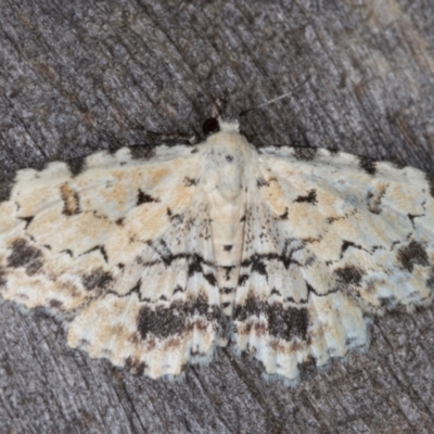 Sandava scitisignata (A noctuid moth) at Melba, ACT - 13 Mar 2022 by kasiaaus
