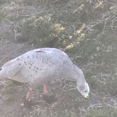 Cereopsis novaehollandiae (Cape Barren Goose) at Ventnor, VIC - 13 Apr 2022 by Tapirlord