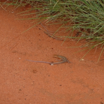 Ctenotus calurus (Blue-tailed Ctenotus) at Angas Downs IPA - 6 Mar 2011 by jksmits