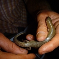 Cyclodomorphus melanops (Spinifex Slender Blue-tongue) at Petermann, NT - 17 Nov 2011 by jksmits