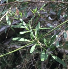 Clematis microphylla (Narrow-Leaf Headache Vine) at Cowes, VIC - 14 Apr 2022 by Tapirlord