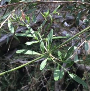 Clematis microphylla at Cowes, VIC - 14 Apr 2022