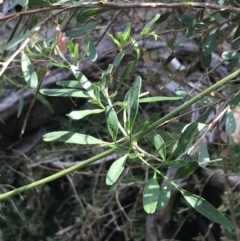 Unidentified Climber / Mistletoe (TBC) at Cowes, VIC - 14 Apr 2022 by Tapirlord