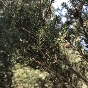 Melaleuca ericifolia at Cowes, VIC - 14 Apr 2022 11:42 AM