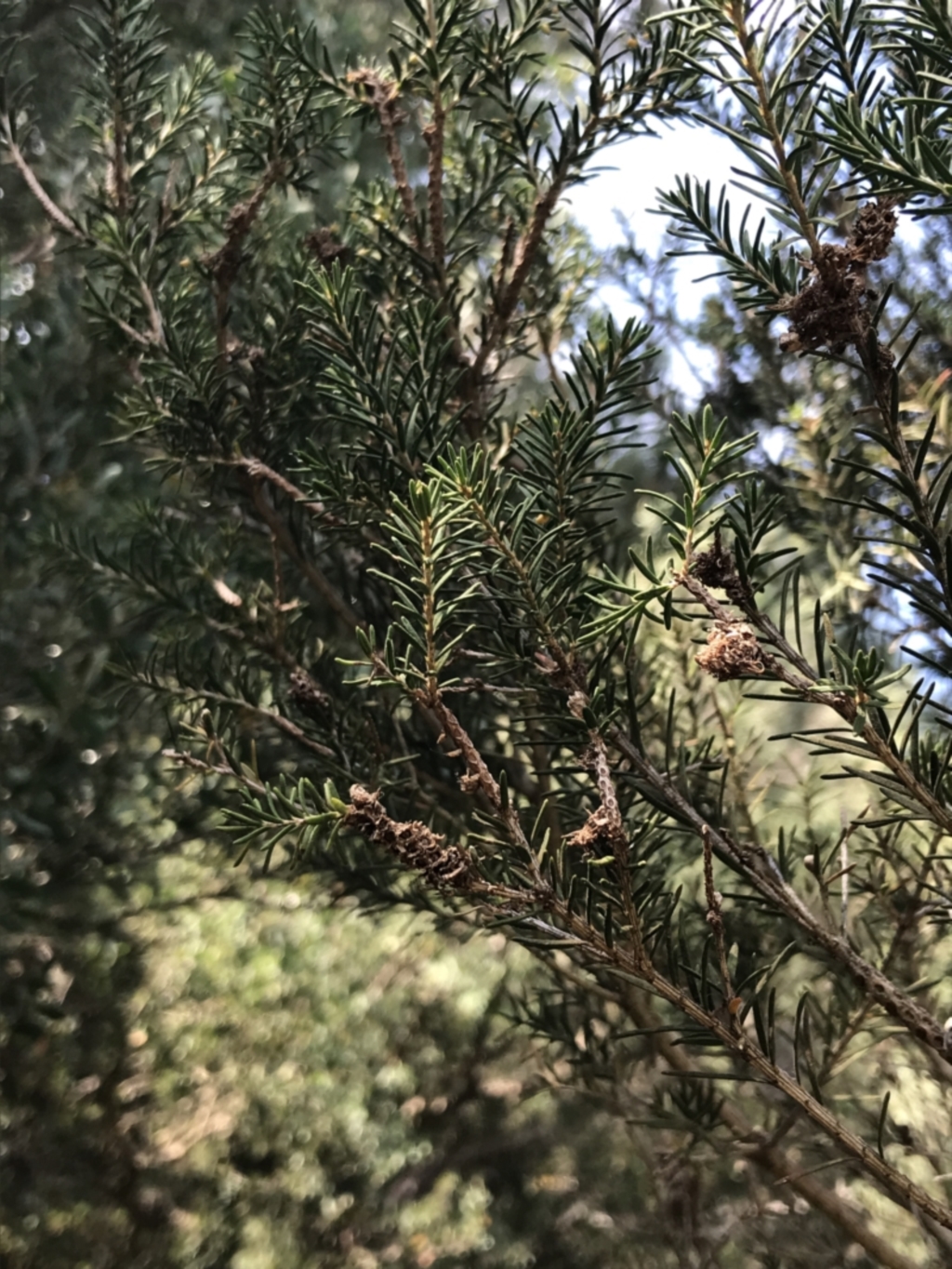 Melaleuca ericifolia at Cowes, VIC - 14 Apr 2022
