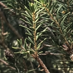 Melaleuca ericifolia at Cowes, VIC - 14 Apr 2022