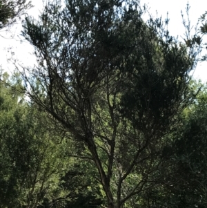 Melaleuca ericifolia at Cowes, VIC - 14 Apr 2022 11:42 AM