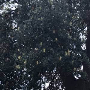 Banksia integrifolia subsp. integrifolia at Cowes, VIC - 14 Apr 2022