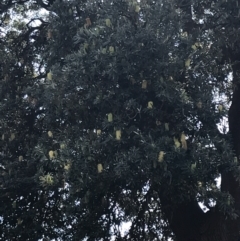 Banksia integrifolia subsp. integrifolia at Cowes, VIC - 14 Apr 2022