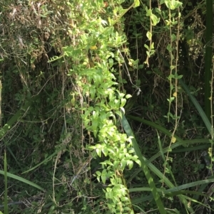 Asparagus asparagoides (Bridal Creeper, Florist's Smilax) at Cowes, VIC by Tapirlord