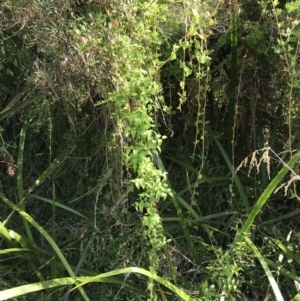 Asparagus asparagoides at Cowes, VIC - 14 Apr 2022 11:41 AM