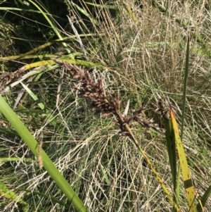 Lepidosperma gladiatum at Cowes, VIC - 14 Apr 2022