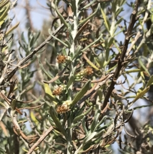 Ozothamnus turbinatus at suppressed - suppressed