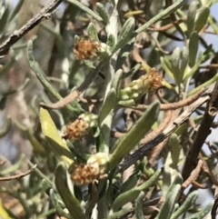 Ozothamnus turbinatus at suppressed - suppressed