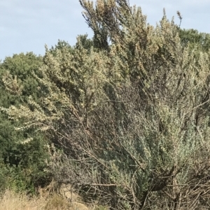 Ozothamnus turbinatus at suppressed - suppressed