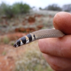 Delma desmosa (Banded Delma) at Petermann, NT - 22 Nov 2011 by jksmits