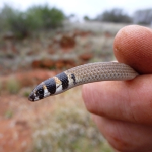 Delma desmosa at Petermann, NT - 22 Nov 2011 12:58 PM