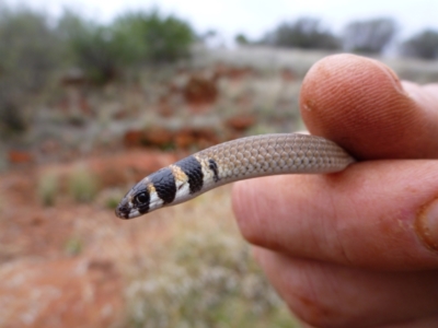 Delma desmosa (Banded Delma) at Petermann, NT - 22 Nov 2011 by jks