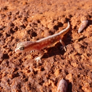 Lucasium stenodactylum at Petermann, NT - 17 Nov 2011