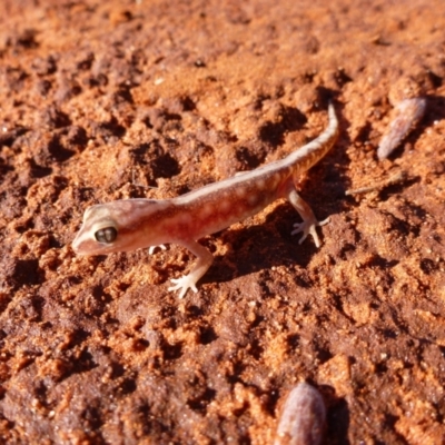 Lucasium stenodactylum (Sand-plain Gecko) at Petermann, NT - 16 Nov 2011 by jksmits