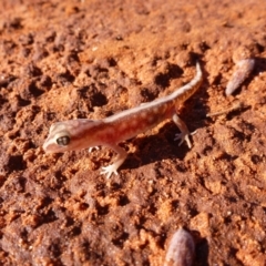 Lucasium stenodactylum (Sand-plain Gecko) at Petermann, NT - 16 Nov 2011 by jksmits