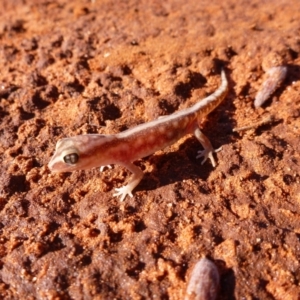 Lucasium stenodactylum (Sand-plain Gecko) at suppressed by jksmits