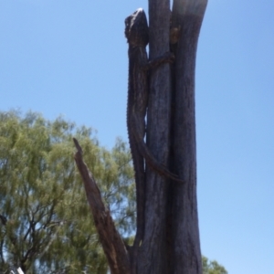 Pogona minor at Petermann, NT - 14 Nov 2011 12:04 PM