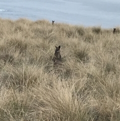 Wallabia bicolor (Swamp Wallaby) at Phillip Island Nature Park - 14 Apr 2022 by Tapirlord