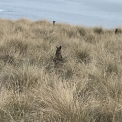 Unidentified Kangaroo / Wallaby (TBC) at Ventnor, VIC - 14 Apr 2022 by Tapirlord