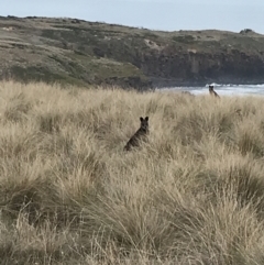 Wallabia bicolor at Ventnor, VIC - 14 Apr 2022 04:00 PM