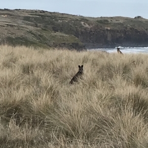 Wallabia bicolor at Ventnor, VIC - 14 Apr 2022 04:00 PM