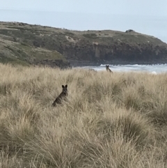 Wallabia bicolor at Ventnor, VIC - 14 Apr 2022 04:00 PM