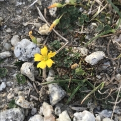 Oxalis sp. (Wood Sorrel) at Ventnor, VIC - 14 Apr 2022 by Tapirlord